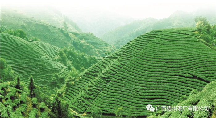 微信圖片_20210422143335_副本.jpg 微信圖片_20210422143335_副本.jpg